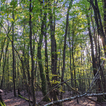 Lade das Bild in den Galerie-Viewer, Waldpatenschaft mit Zertifikat print@home