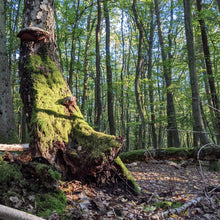 Lade das Bild in den Galerie-Viewer, Waldpatenschaft mit Zertifikat print@home