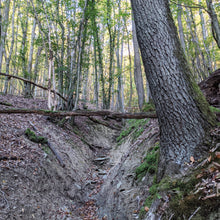 Lade das Bild in den Galerie-Viewer, Waldpatenschaft mit Zertifikat print@home